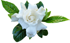 Gardenia Essential Oil 30ml