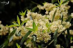 May Chang Essential Oil 30ml