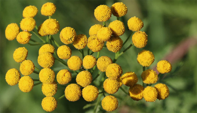 Moroccan Tansy Essential Oil 30ml