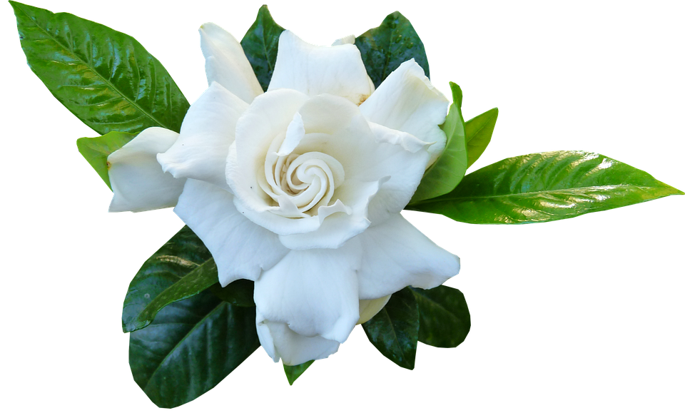 Gardenia Essential Oil 30ml
